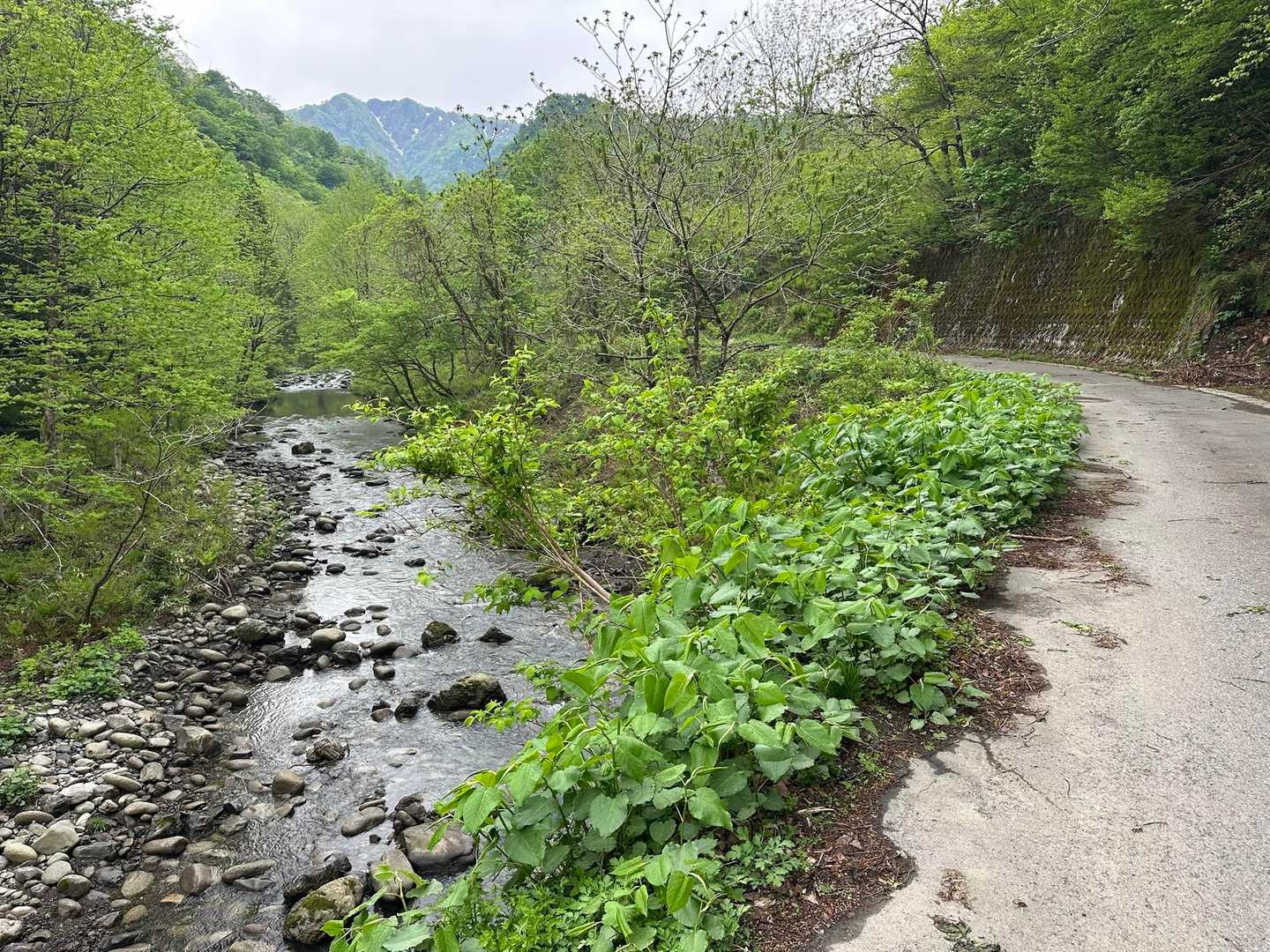ひたすら林道を🚶