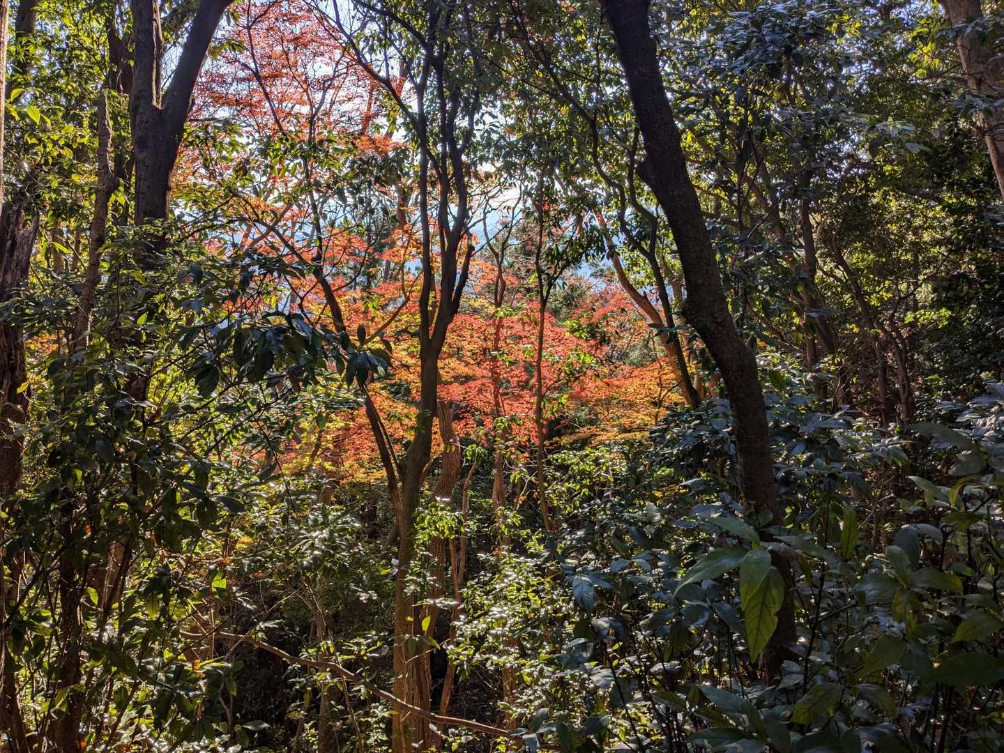 天覧山-多峯主山登山口-大黒山-多峯主山登山口-竈門山登山 周回コースの写真