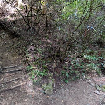カタクリ尾根道から細尾谷道へ…