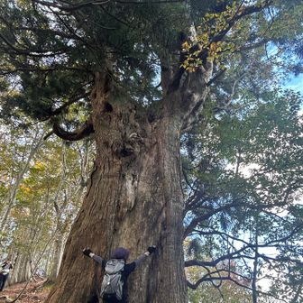 この山の名前に由来する大杉
大っきい😳