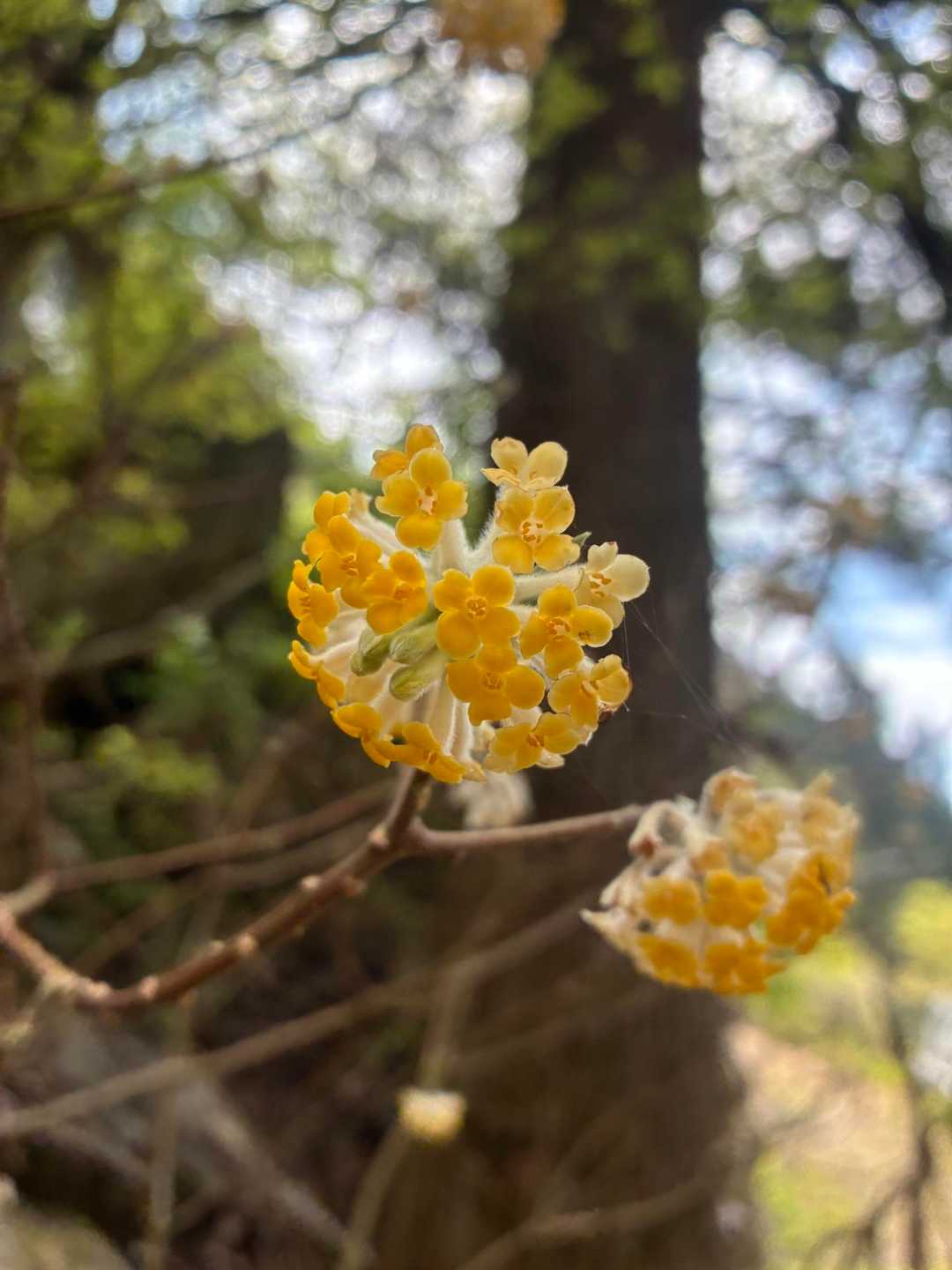 桧沢岳登山口-桧沢岳 周回コースの写真