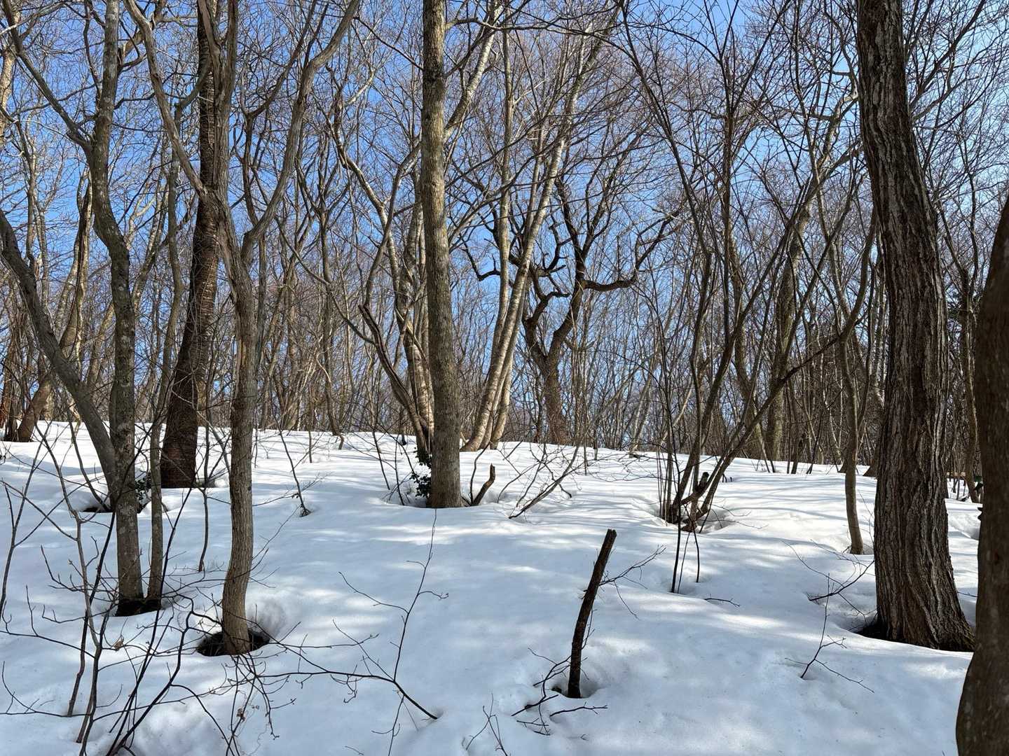 日頃の行いが良いので晴れました