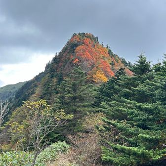 ニノ森🍁