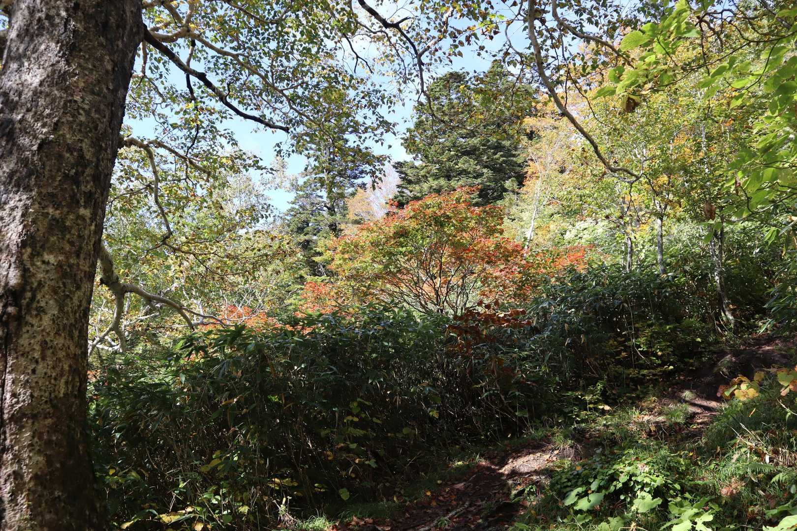 紅葉🍁は少し早いですネー❕
昨年はこの辺り黄色🟡に色付いてましたから🥴