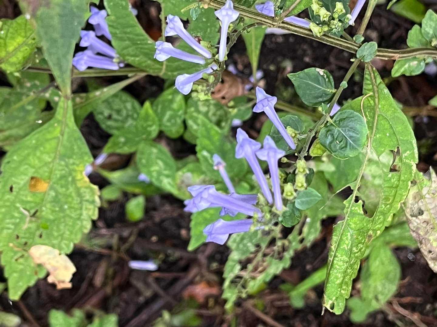 アキチョウジ
