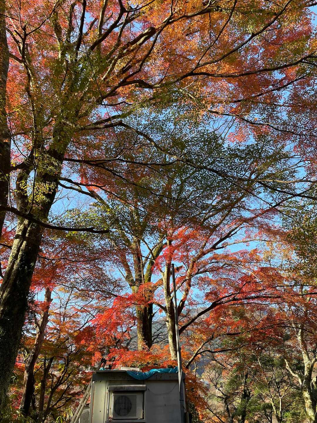 もうすっかり終わってるだろうと思っていたのですが、宮城野の紅葉はまだまだ見頃でした。