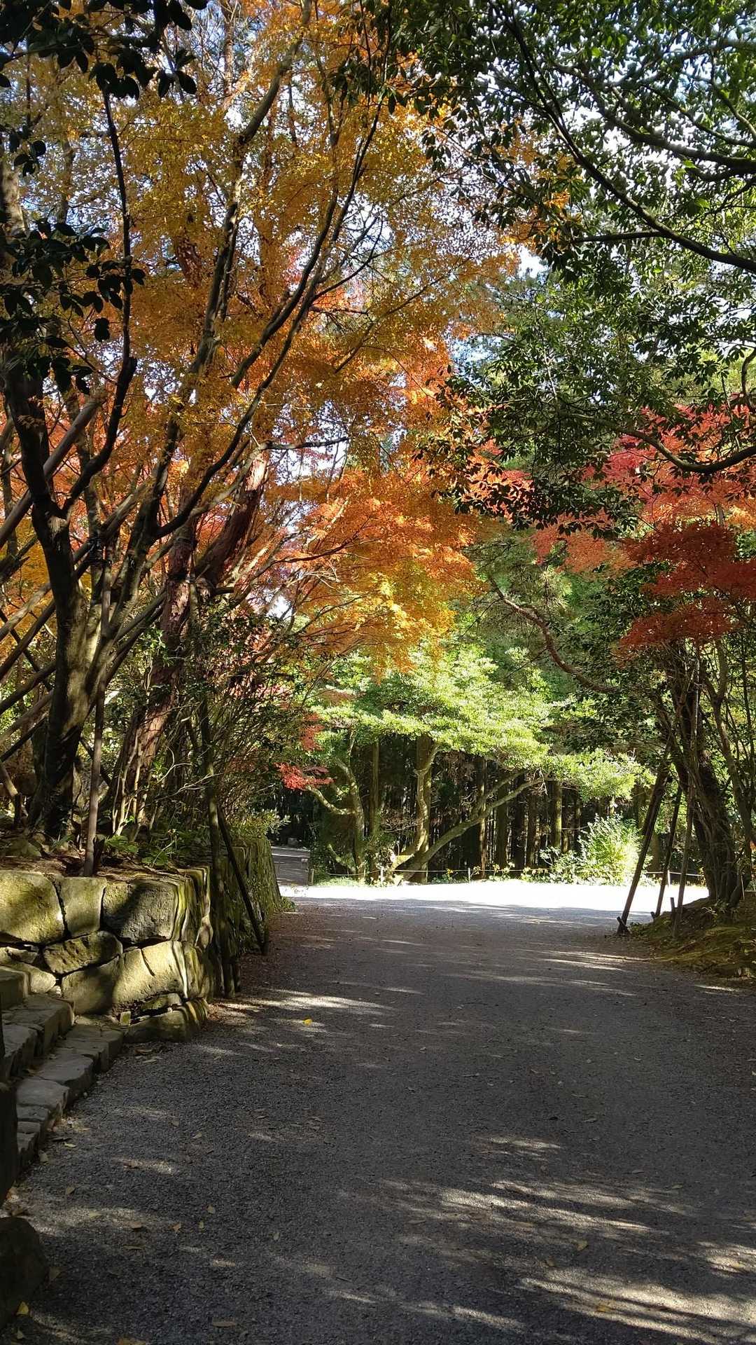 鎮国寺の紅葉