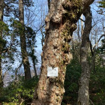 途中にもピーク有り