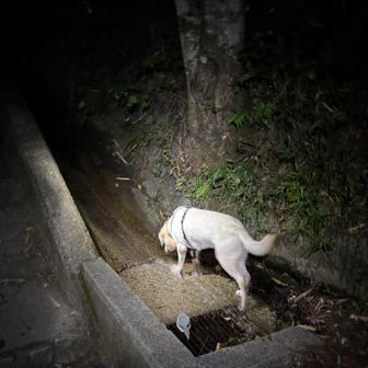 リバーくん水飲みタイム
頑張ったねお疲れサマでした😄