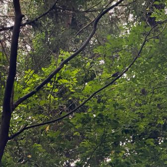 雀より小さい
何の鳥でしょう？