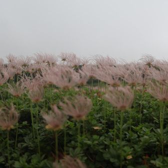 チングルマは花でなくても綿毛が見見応えあります