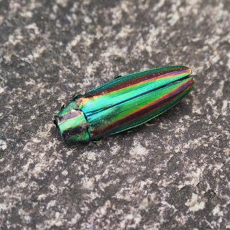 玉虫の死骸、でも綺麗