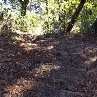 登り時点で懸念してた階段、案の定乾いてないし、滑りそう…。
多分この辺でストックの石突（カバー?）紛失