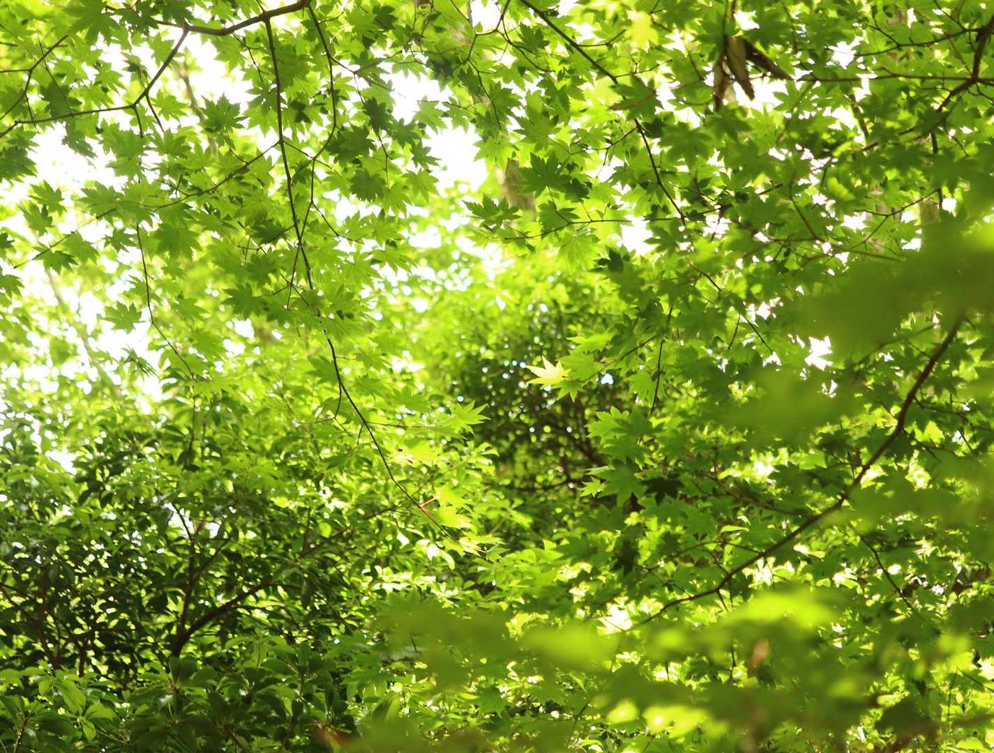 葉っぱも夏色になってきた🌿