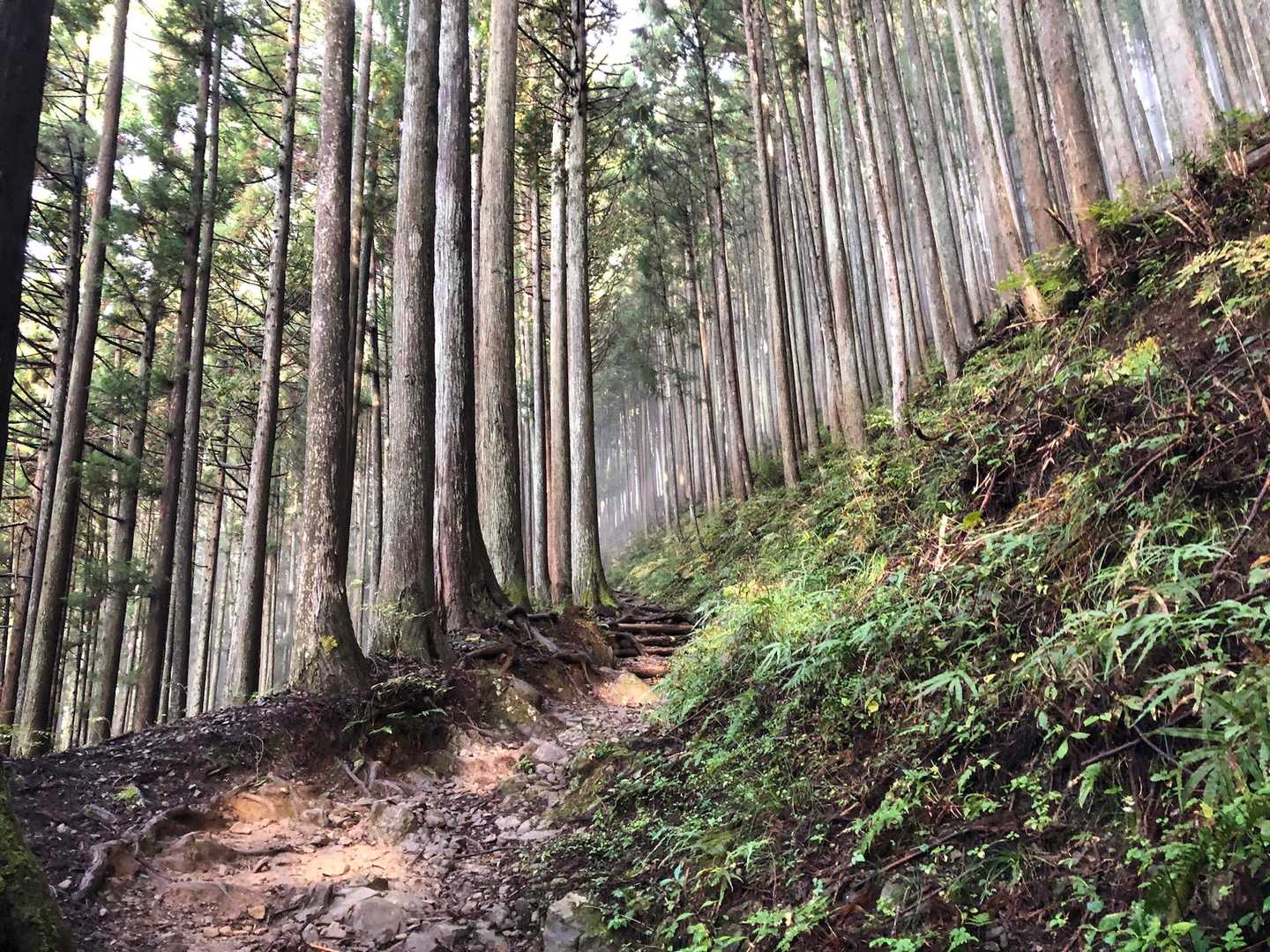 まずはこの並木道の斜面をひたすらに
登っていきます。