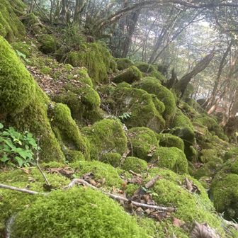 苔むす岩🪨🍀
ここにも来てみたかった☺️