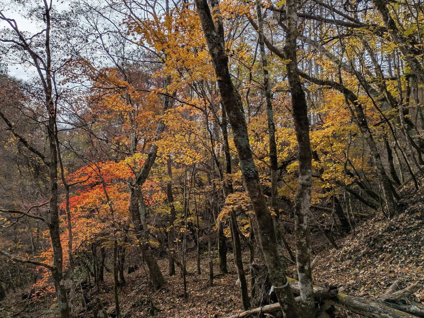 紅葉🍁😍、