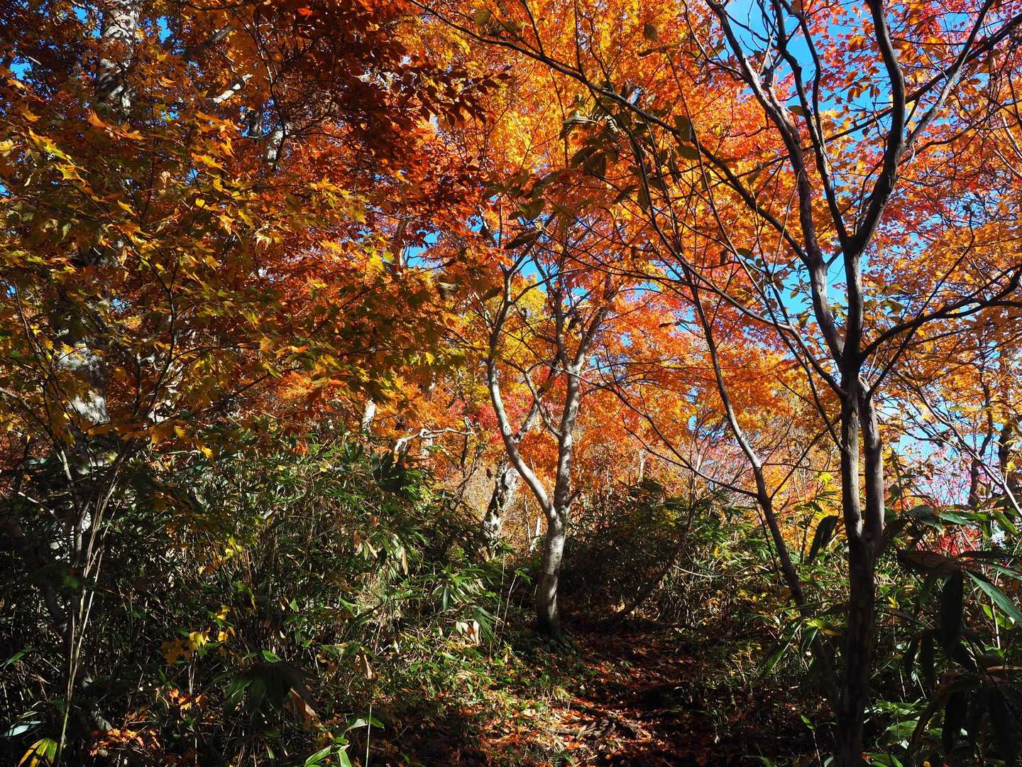 赤も🍁
