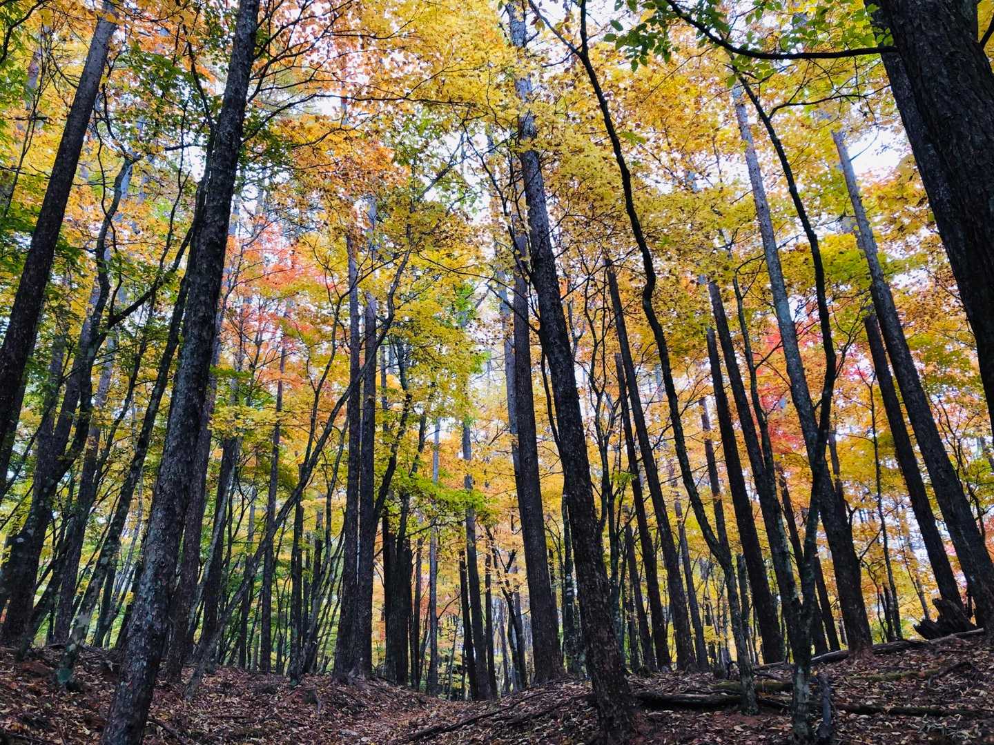 小屋平バス停-石丸峠-榧ノ尾山 縦走コースの写真