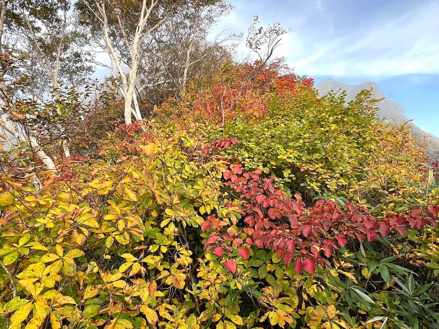 足元の紅葉も増えてくる🍁