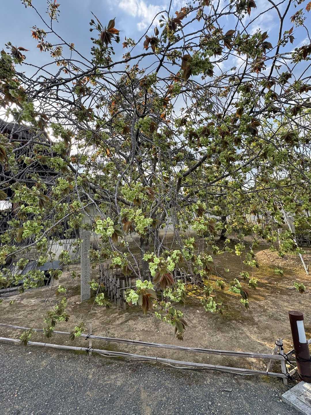 もう一度、御衣黄桜