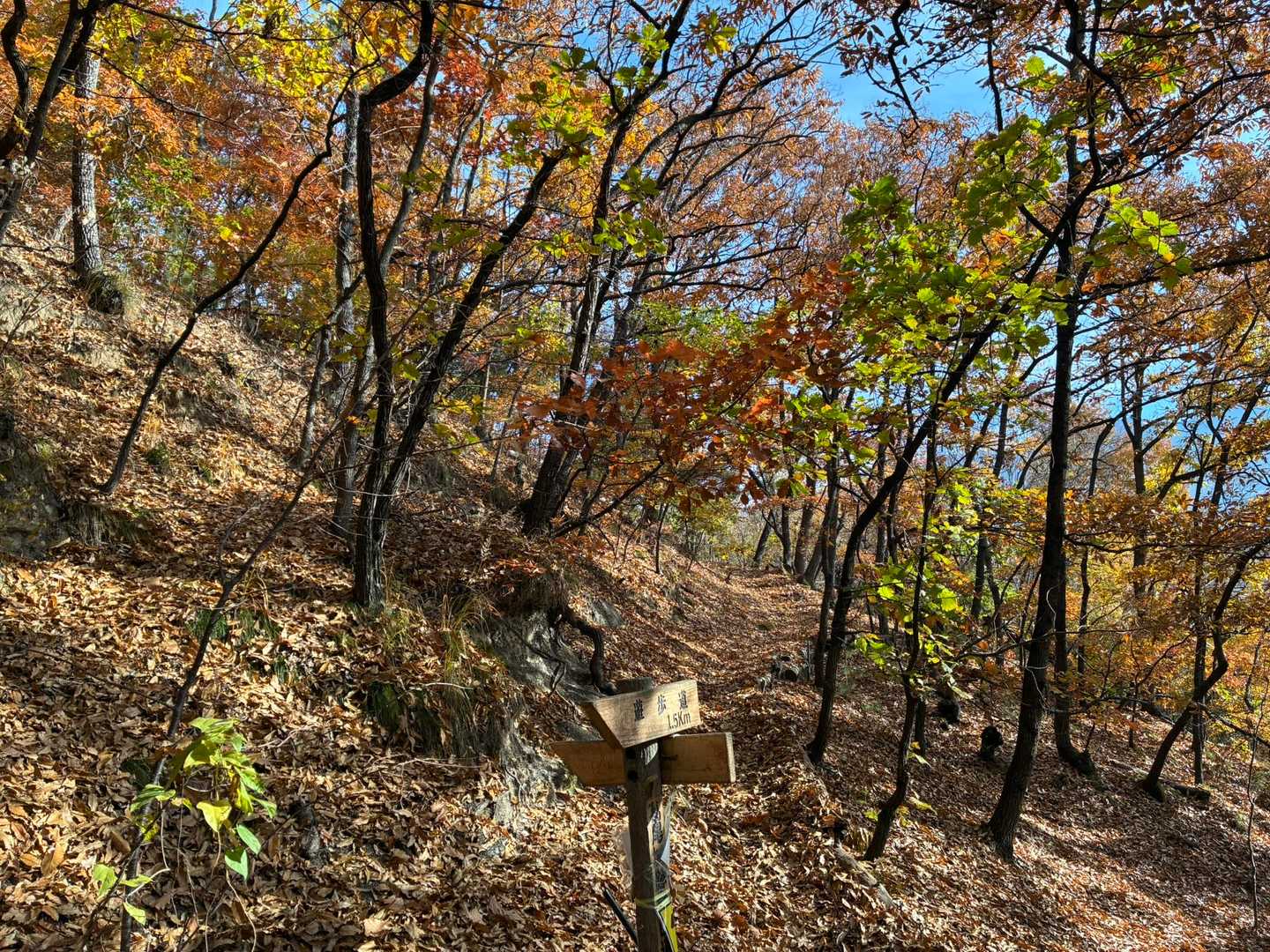 登り始めて少しすると右手の小高い所から落ち葉の中を何かが動いている音がする🍂ホイッスルを吹くがなんとなく近づいてくる気がする😓まさかこんな人里近い場所で熊？🐻ザックを降ろして爆竹を取り出して1発鳴らす🧨するとなんだ？という感じで人が出てきた。どうやら落ち葉の掃除をしていた人だったようだ😅「ごめんなさい、動物だと思って💦」という私に手を挙げて応えてくれました✋大変失礼しました🙇