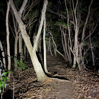 確認後はダッシュで下山