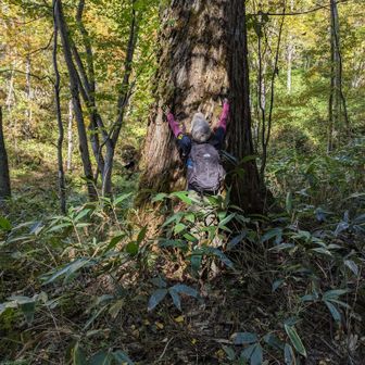 hdl(🌻はるはる🌻)