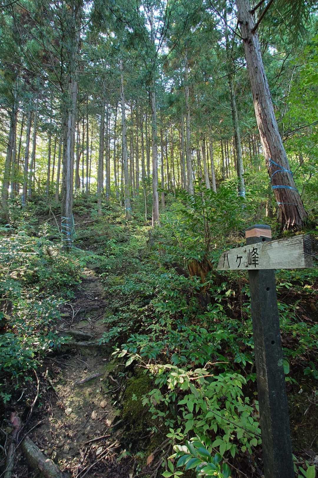 八ヶ峰 往復コースの写真