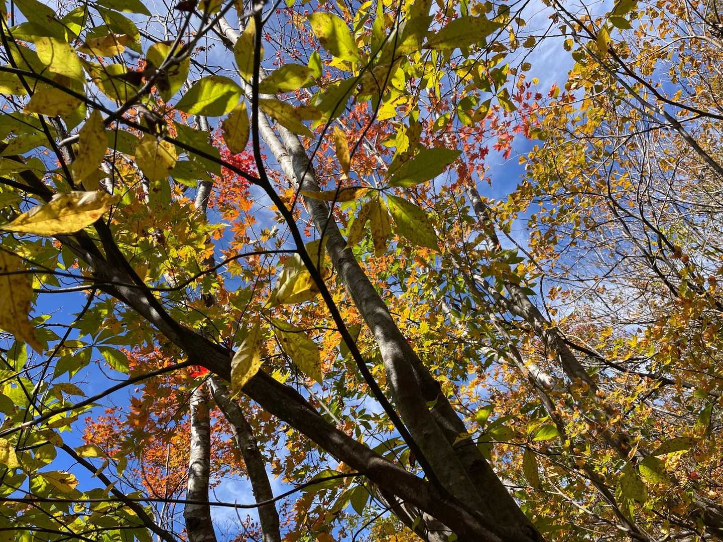 　　　今日は🍁たのしく　ゆっくりと