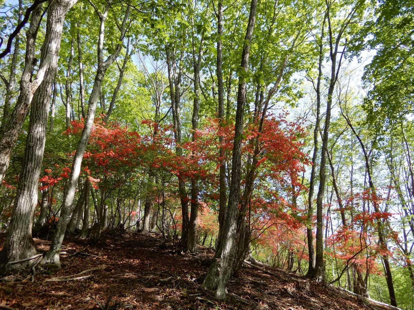 郡界尾根登山口-後袈裟丸山 往復コースの写真