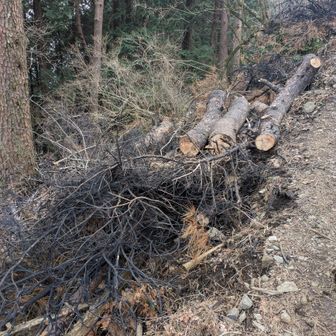 燃えた木が伐採されていました