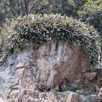 ヒトツバが帽子みたい🤭