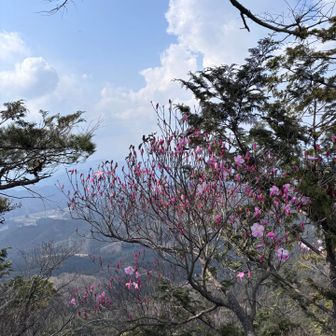 アカヤシオも咲いてます
