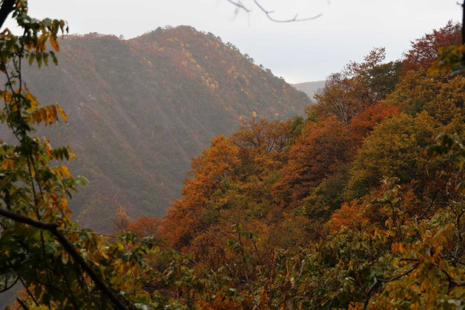 少し小降りになってきたので、とりあえずは中倉山までは行ってみようと歩を進める。

🍁も綺麗なのに霞んで見えます😥