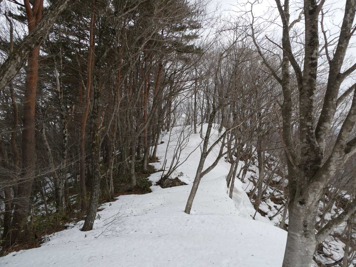 登山道っぽい箇所を登る。
