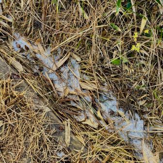 雪？ミゾレ？氷？？