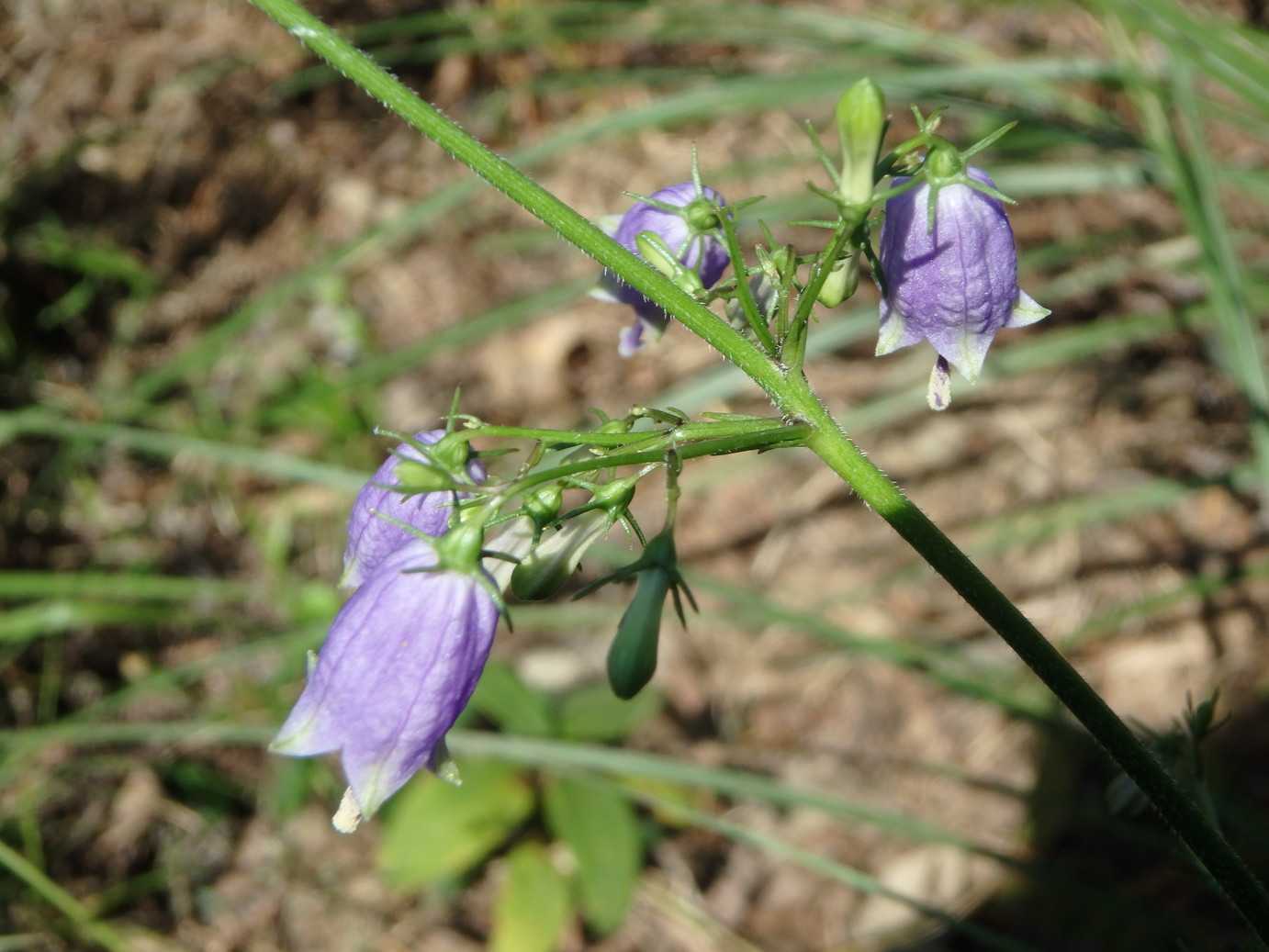 ツリガネニンジン