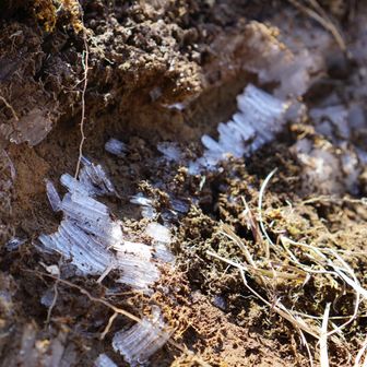 朝は冷え込んだようで霜柱が残ってました