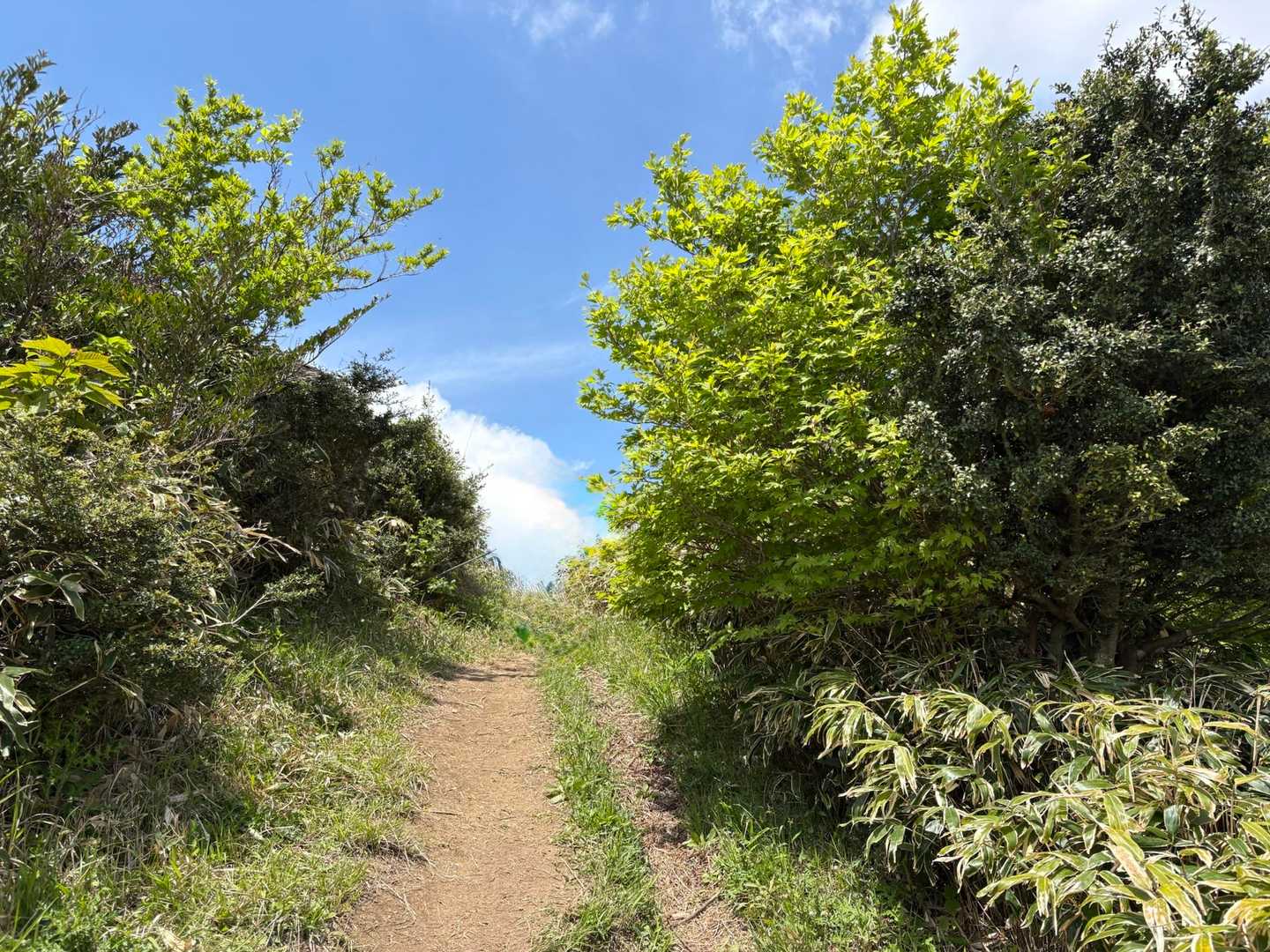 山頂手前　あと一息の好きな登山道✨