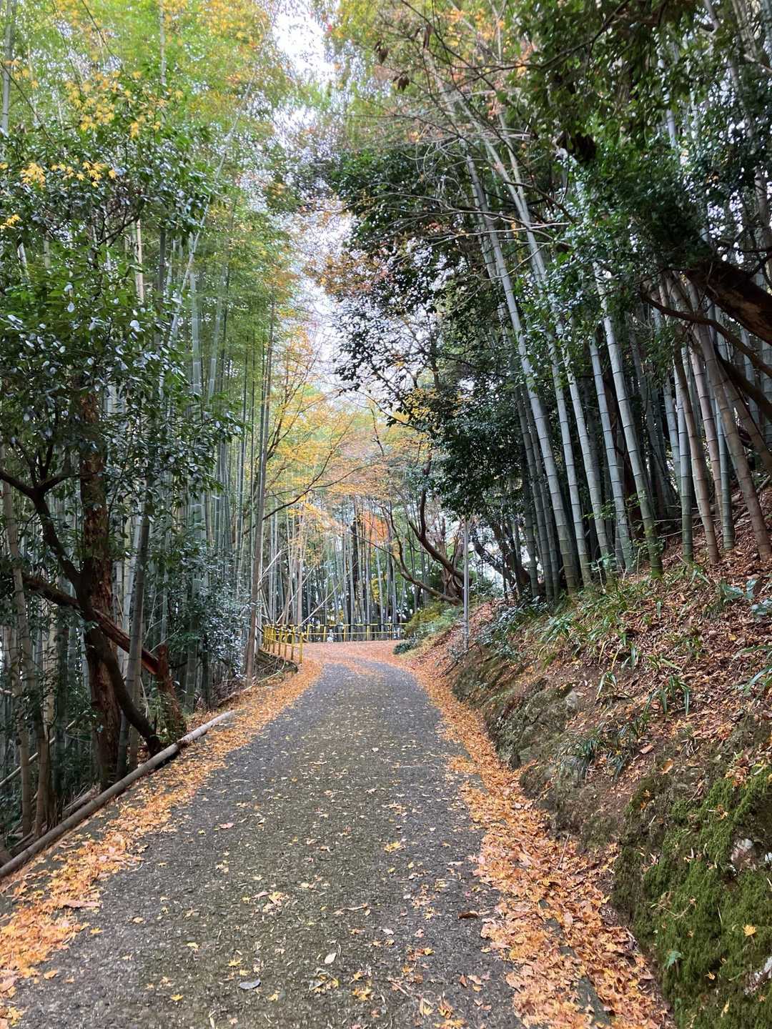 少し道路を歩いていくと