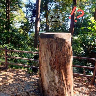 あらま！？

高尾のバンクシーさん、行方不明にでもなっちゃったのかしら？
折り紙アートが水槽ごと無くなってるの、初めて見ました🥲

今まで楽しませて下さってどうもありがとうございました✨🙏🪵