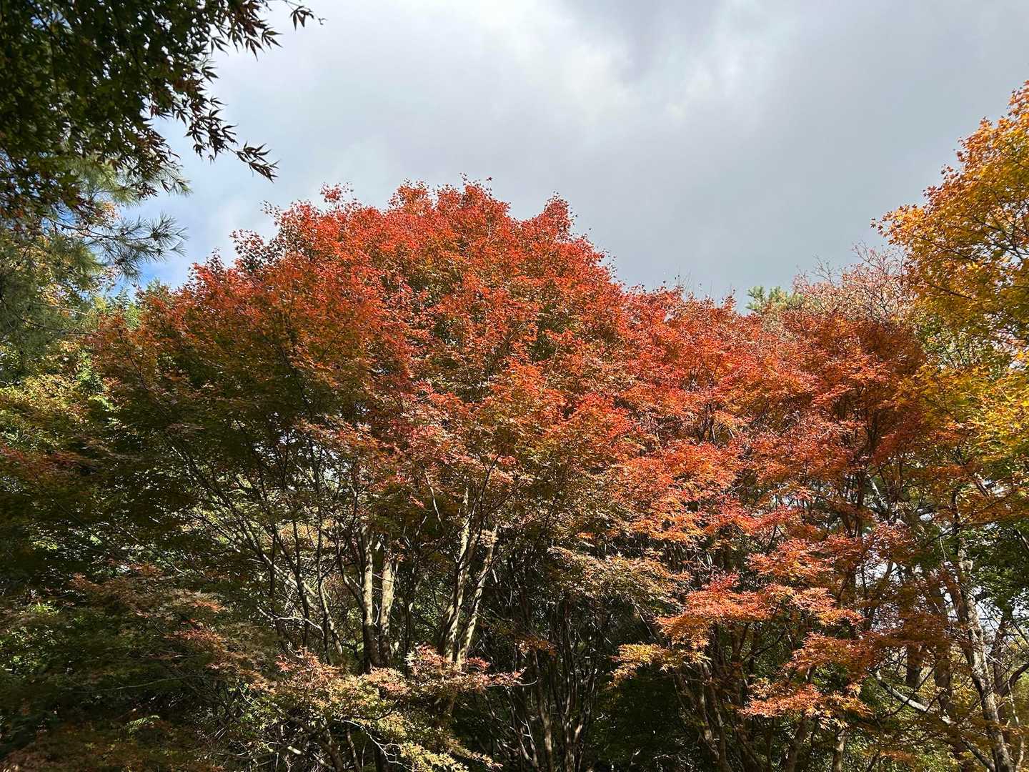 寄バス停-櫟山-栗ノ木洞-後沢乗越-鍋割山-小丸-花立ノ頭 縦走コースの写真