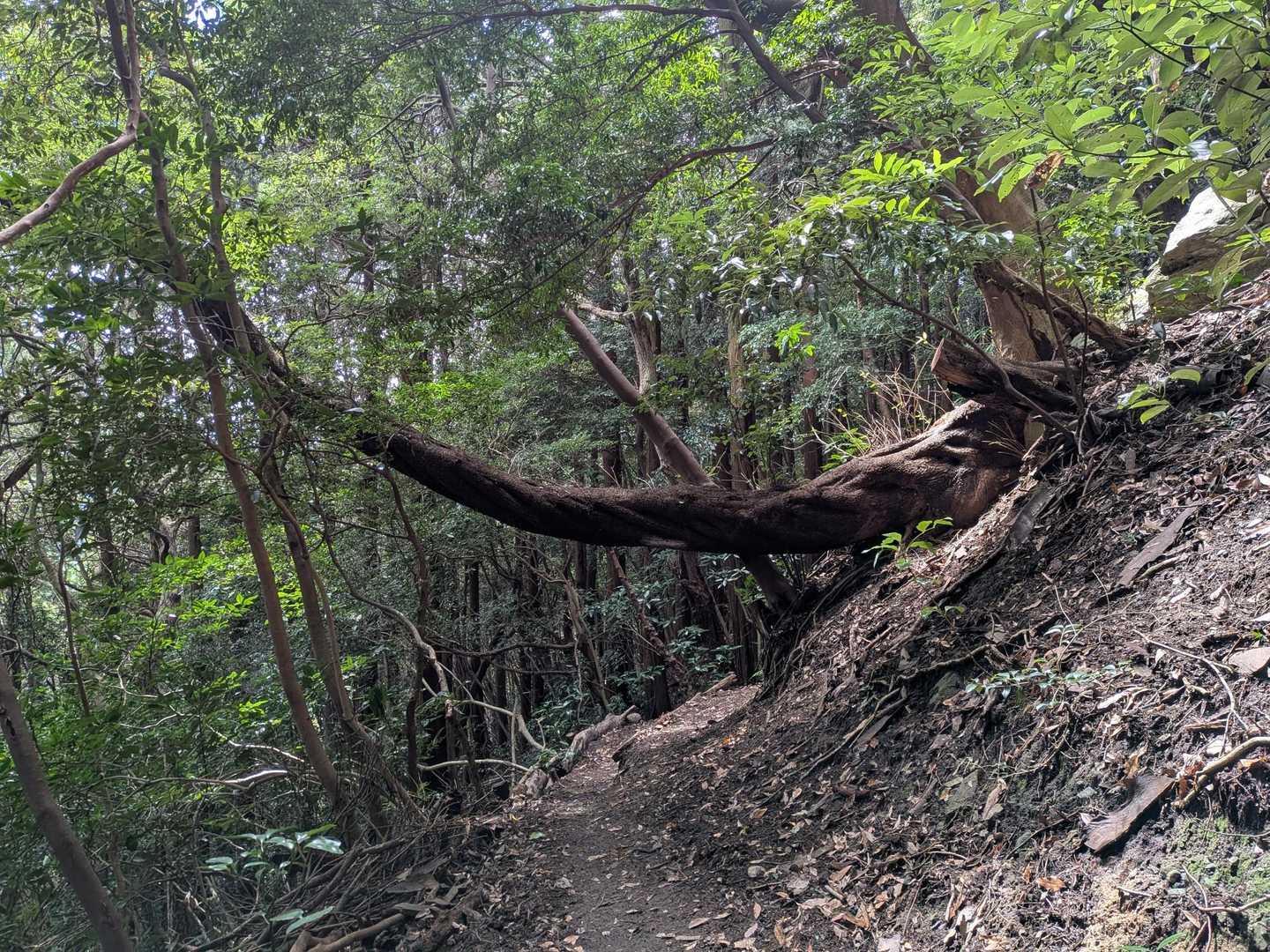 ここを通るたび

凄い木だなぁといつも思う🌳