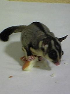 わたげとアーモ