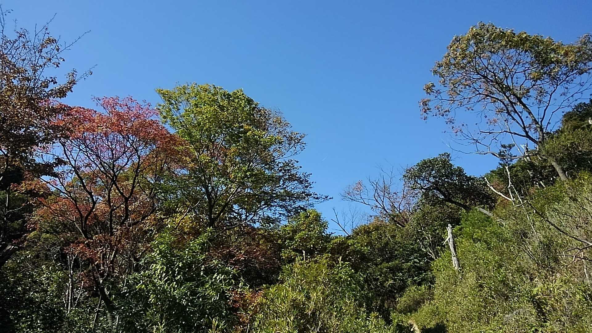 紅葉はもう少し先か。