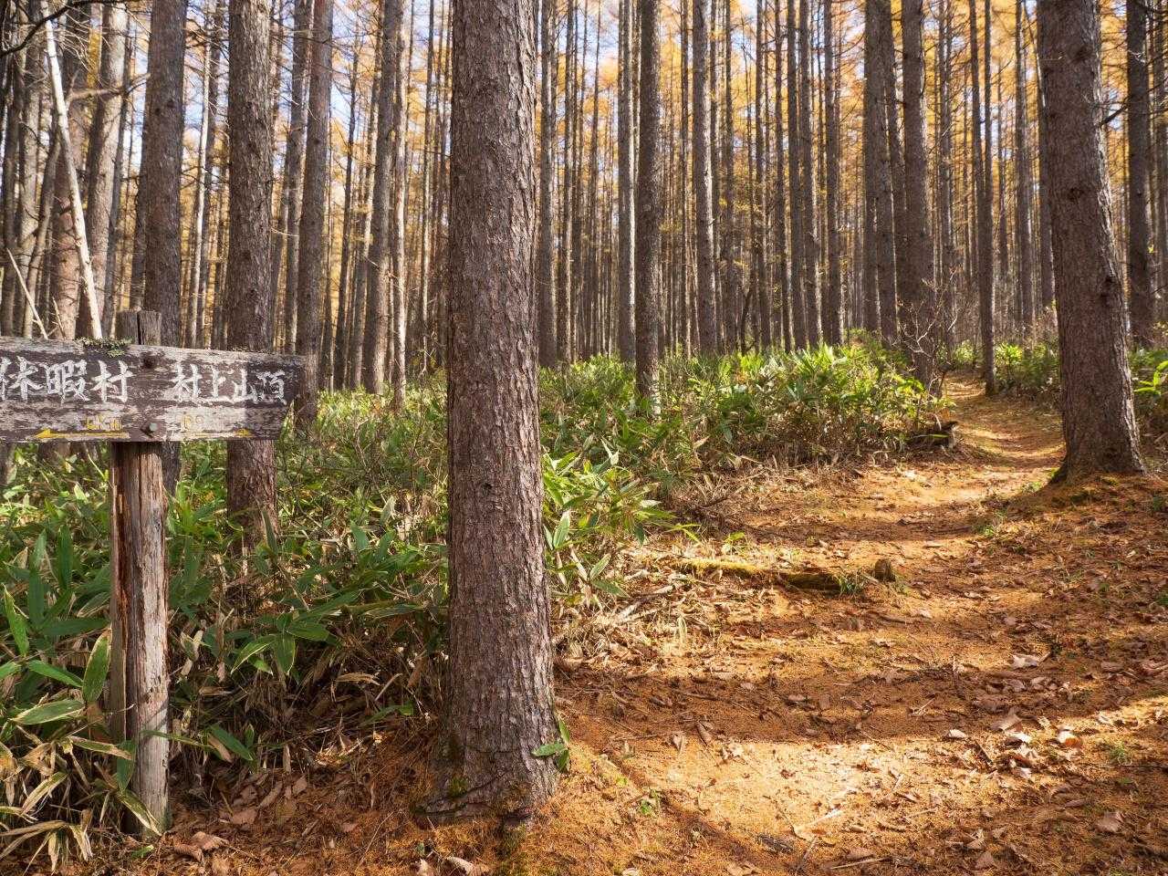 村上山 往復コースの写真
