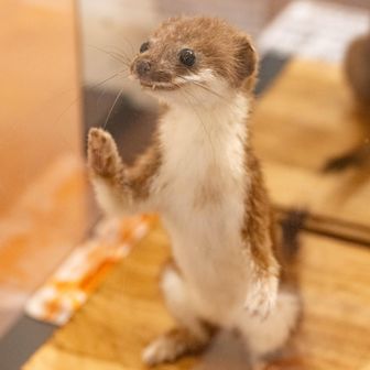 オコジョコーナーも