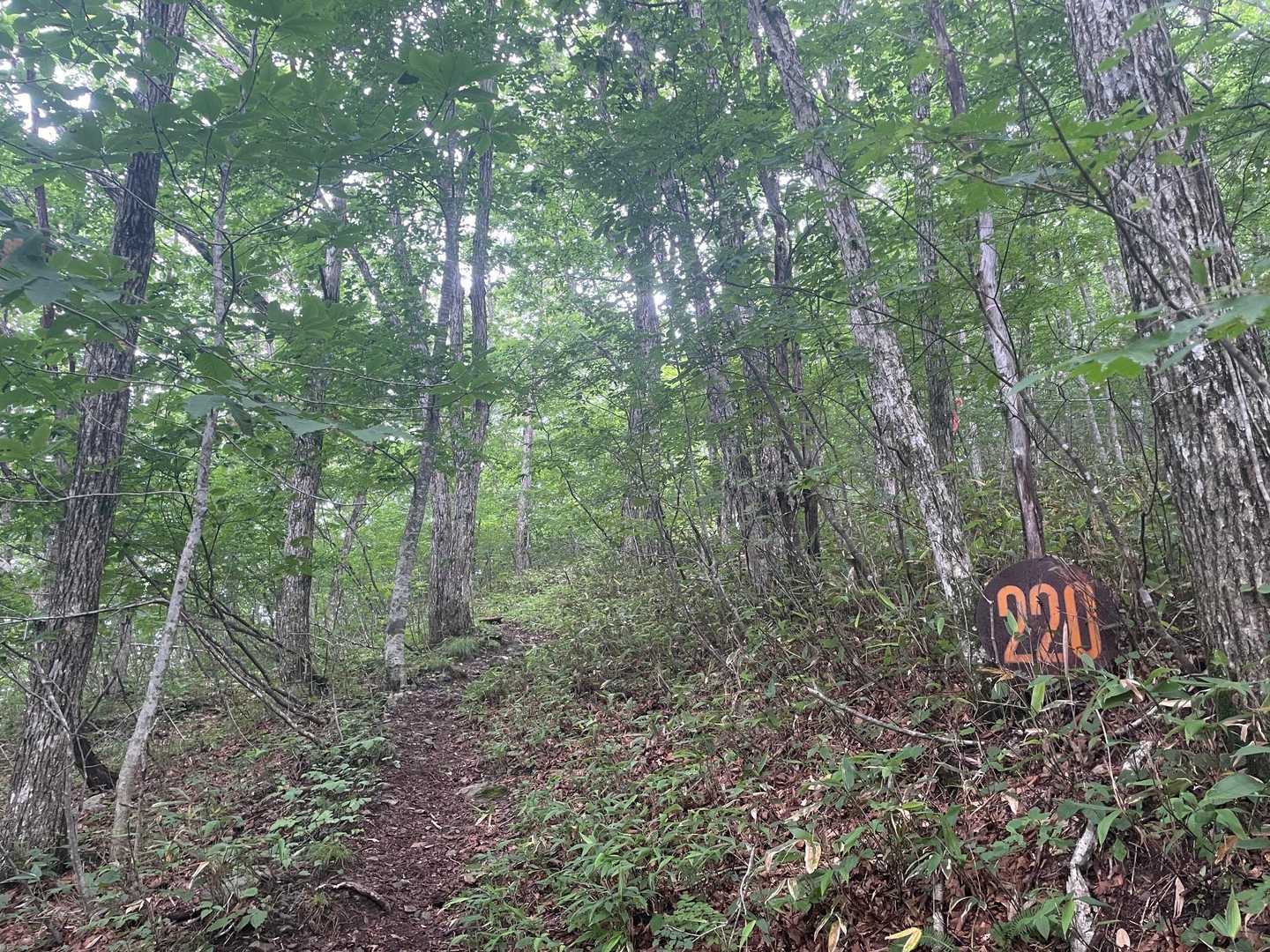 ずっと登り。まぁまぁの登りです。
変わらない景色、減って行く番号。