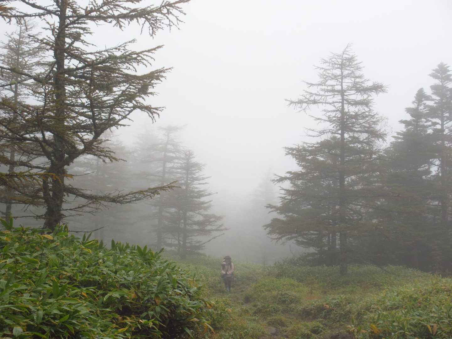 下りの登山道[大河原峠～ 亀甲池分岐]
スタートから下りが続くのはなかなか無いですね。